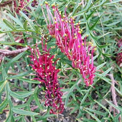 Grevillea Bedspread 18cm