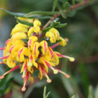 Grevillea Gold Rush 18cm