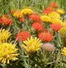 Leucospermum Groundfire 14cm