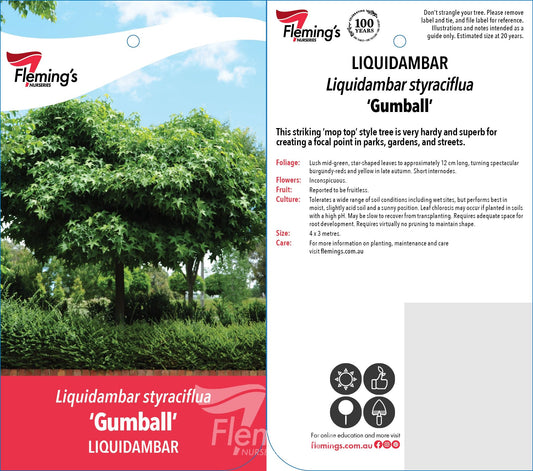 Liquidambar Gumball