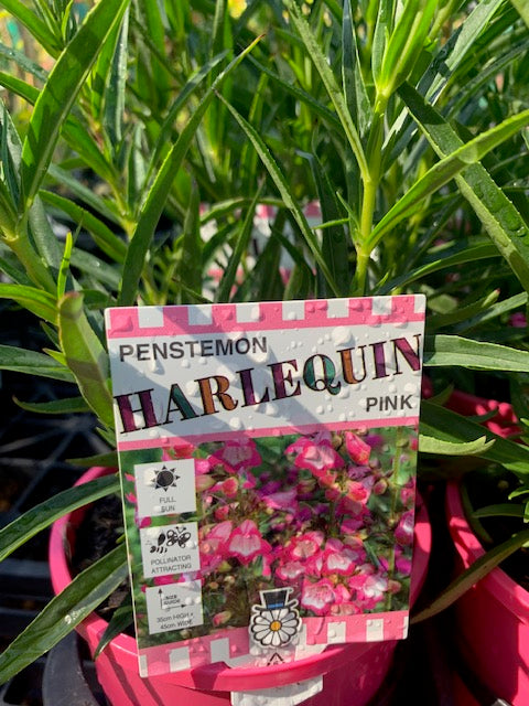 Penstemon Harlequin Pink 140mm