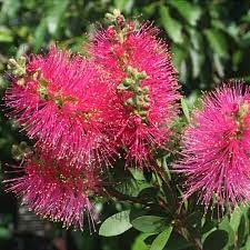 Callistemon Hot Pink 30cm