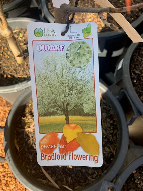 Dwarf Bradford Pear 30lt