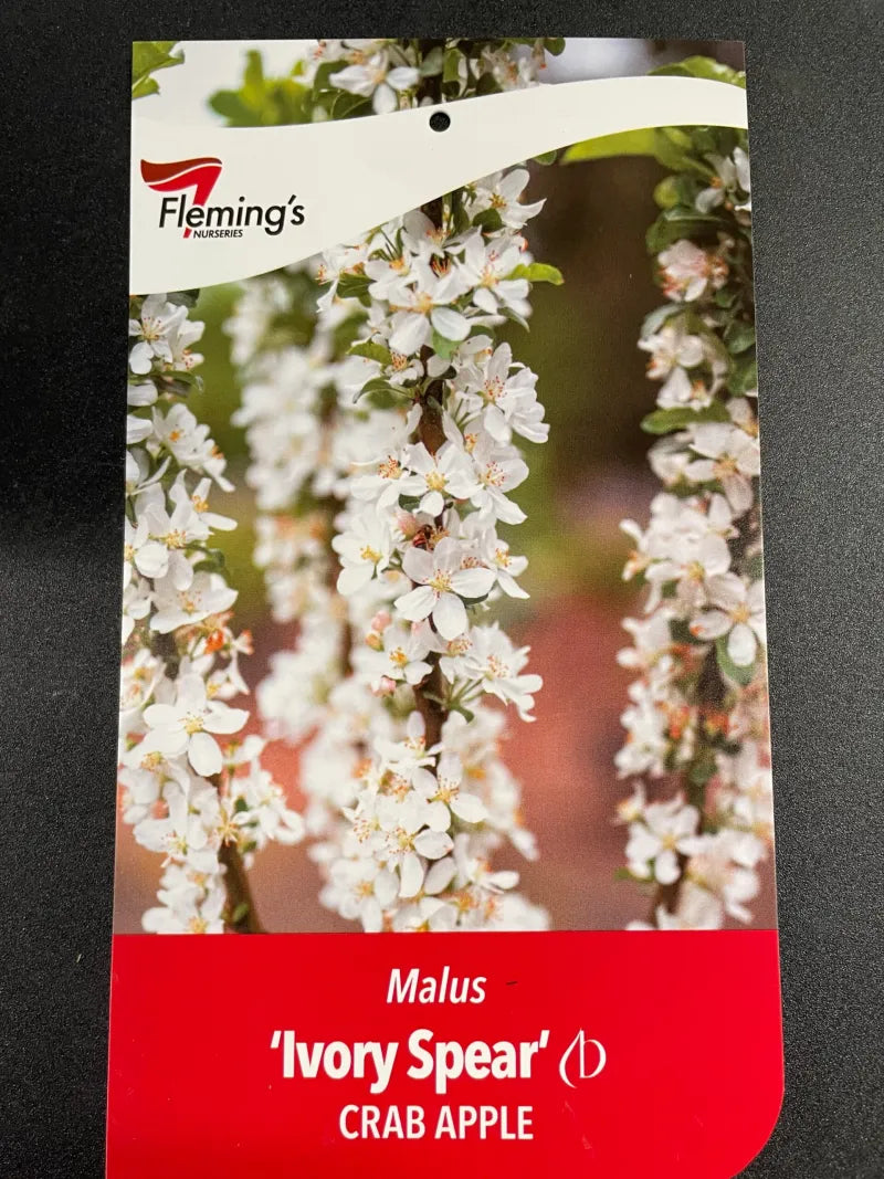 Malus Ivory Spear 18lt