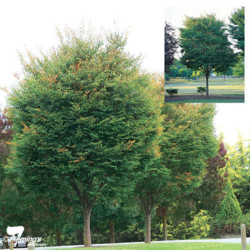 Japanese Elm bare root