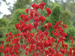 Anigozanthos Landscape Scarlet 5lt