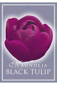Magnolia Black Tulip (Advanced 3 years old 1.3 to 1.8mts) bare root