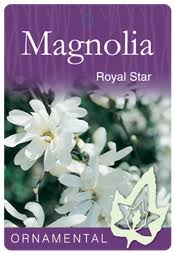 Magnolia Royal Star bare root