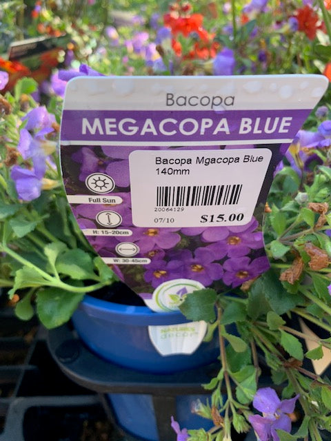 Bacopa Megacopa Blue 140mm