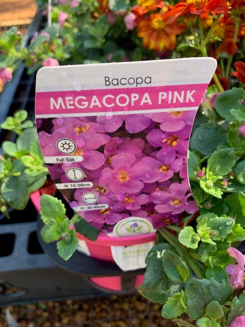 Bacopa Megacopa Pink 140mm