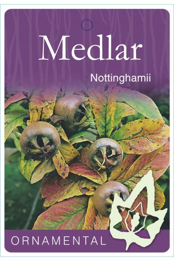 Mespilus (Medlar) Nottinghamii bare root