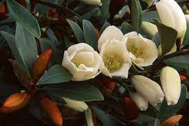Michelia Lady Of The Night 18lt