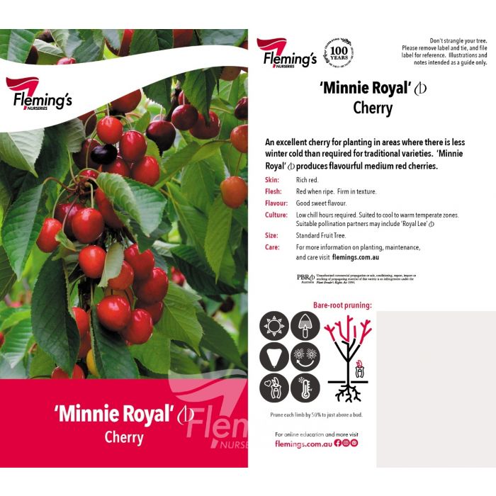 Cherry Minnie Royal 50lt