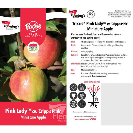 Trixzie Miniature Apple Pink Lady bare root