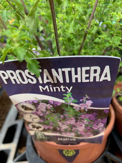 Prostanthera Sieveri Minty 140mm