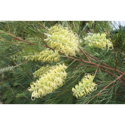 Grevillea Moonlight 12lt