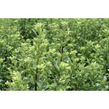 Pittosporum Mountain Green 30cm