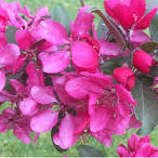 Malus Profusion bare root
