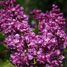 Syringa Mrs Edward Harding 18lt