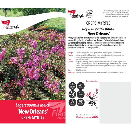 Lagerstroemia New Orleans 200mm