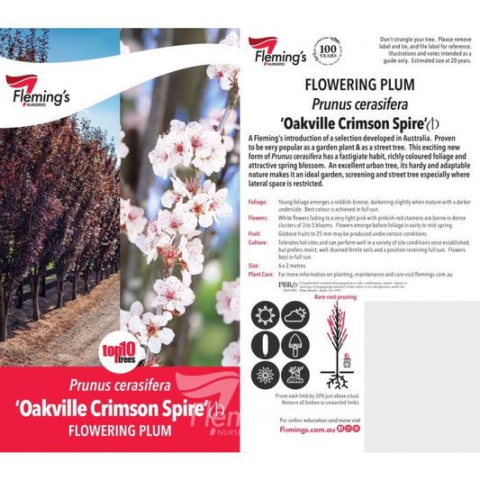 Oakville Crimson Spire bare root only
