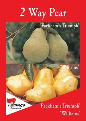 2 Way Packhams Truimph/Williams Pear bare root