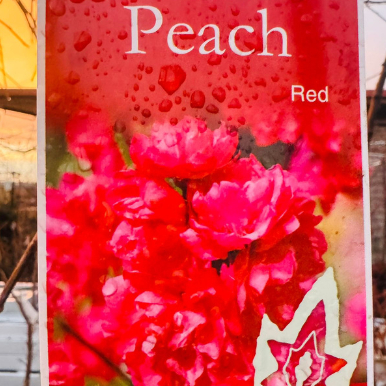 Weeping Peach Red bare root