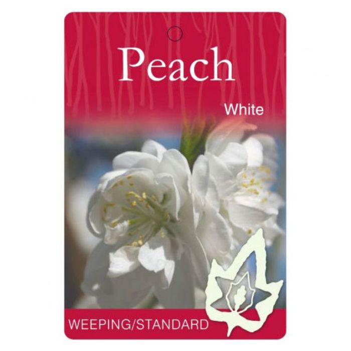 Weeping Peach White bare root