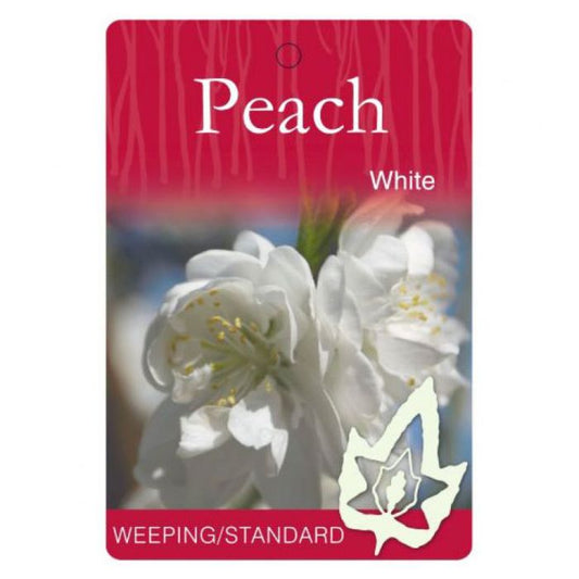 Weeping Peach White bare root