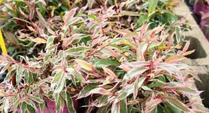 Agonis Weeping Peppermint 50lt