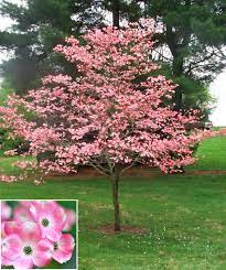 Cornus Pink Flowering Dogwood 30lt