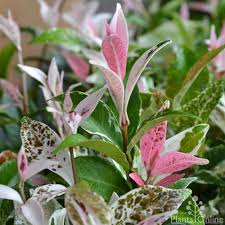Trachelospermum Pink Variegata 175mm