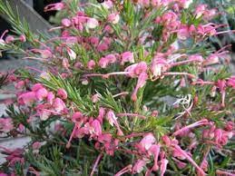 Grevillea Pink Pixie 14cm