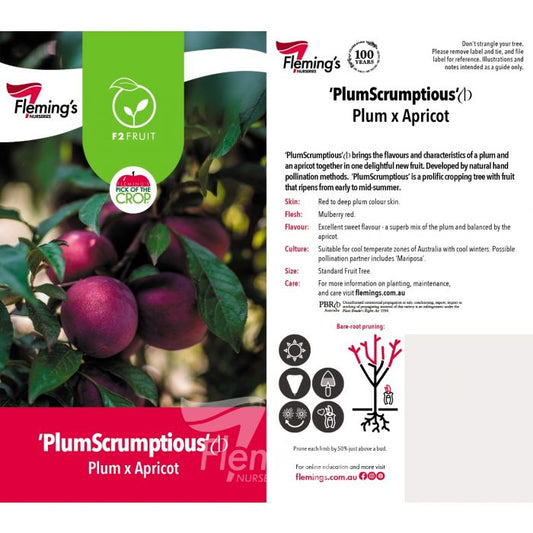 Plumscrumptious 50lt