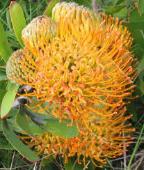Leucospermum Praecox 14cm