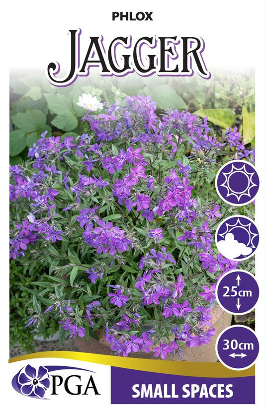 Phlox Jagger 140mm
