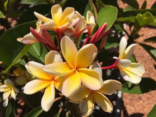 Qld Don's Yellow 18lt