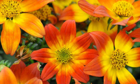 Bidens Red Band 140mm