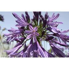 Agapanthus Regal Beauty 5lt