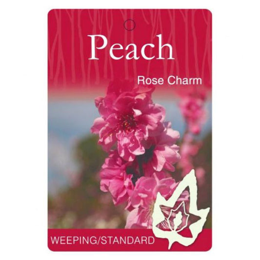 Weeping Peach Rose Charm bare root