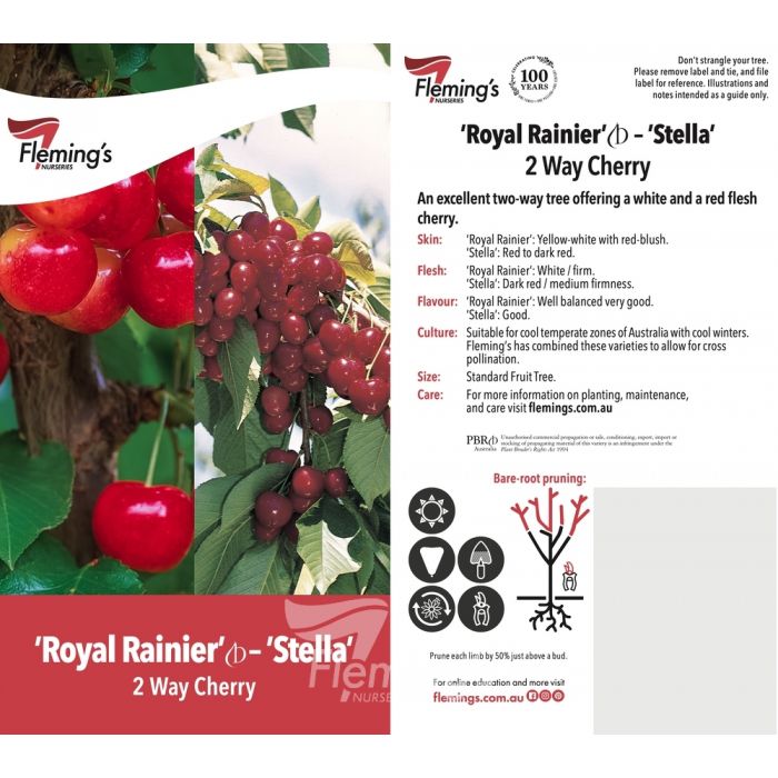 2 Way Royal Rainier/Stella Cherry bare root