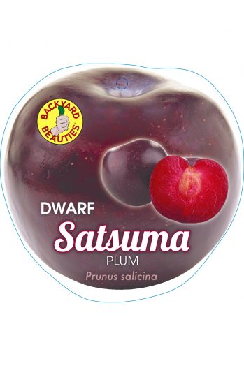 Dwarf Satsuma Plum bare root