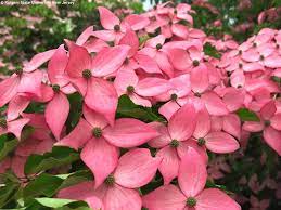 Cornus kousa Rutpink Scarlet Fire bare root