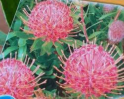 Leucospermum Scarlet Ribbons 140mm