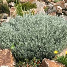 Eremophila Silver Ball 140mm