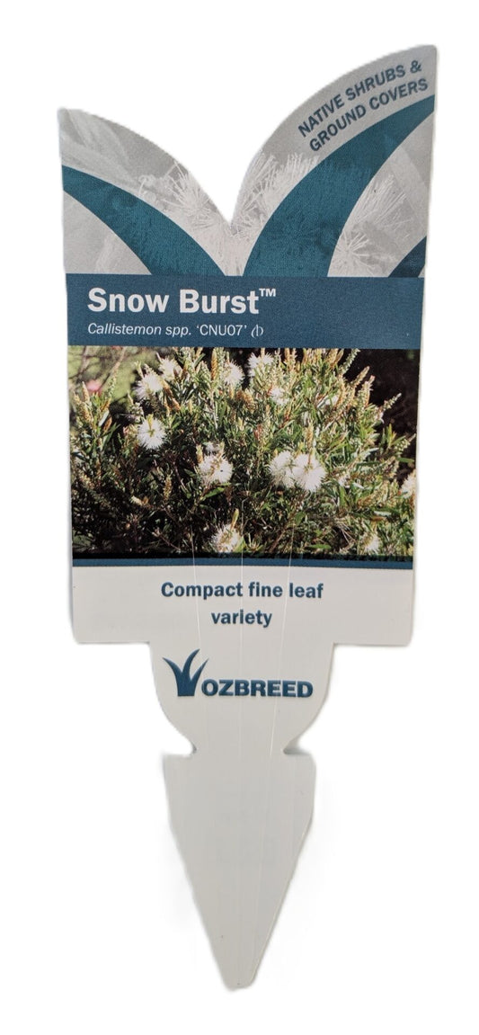 Callistemon Snow Burst 140mm