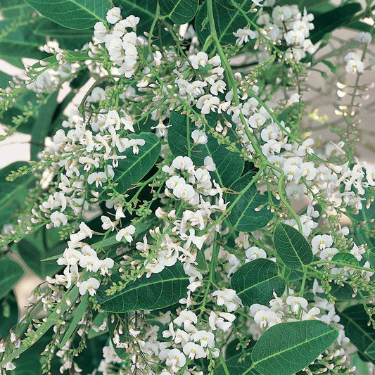 Hardenbergia Snow White 14cm
