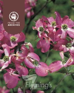 Cornus Stellar Pink 30lt