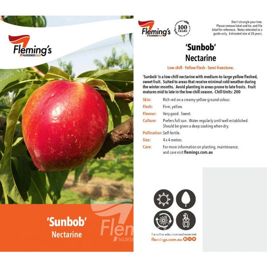 Sunbob Nectarine Low chill bare root