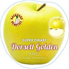 Super Dwarf Dorset Gold bare root